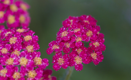 Achillea glaberrima red perennial plant used in landscape design.の写真素材