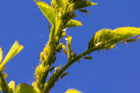 small black aphid on a green leaf in the open air close up