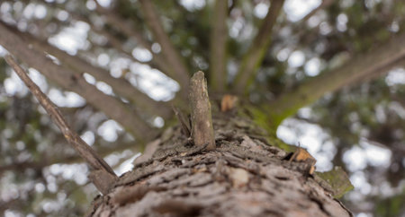 Snow melts on tree branches, city street, selective focusの写真素材