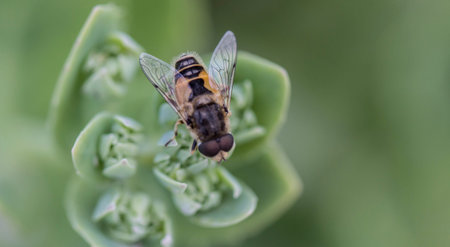 Close up shot of drone on flower