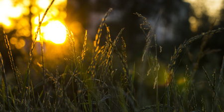 Grass on a meadow in the rays of sunset.の写真素材