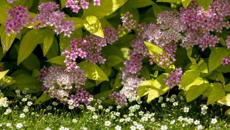 The flower of the red spiraea, the ornamental shrub used in landscape design, is well suited for decorating haircutの写真素材