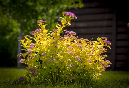 The flower of the red spiraea, the ornamental shrub used in landscape design, is well suited for decorating haircutの写真素材