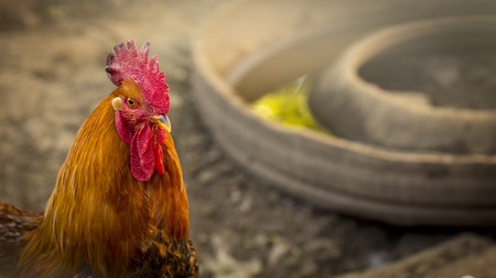 Rooster, in the pen-chickens head close-upの写真素材
