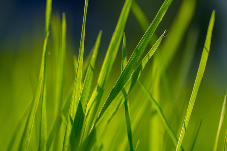 Green grass texture. Element of design. close upの写真素材