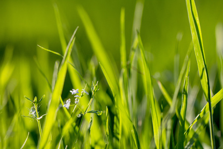 Green grass texture. Element of design. close upの写真素材