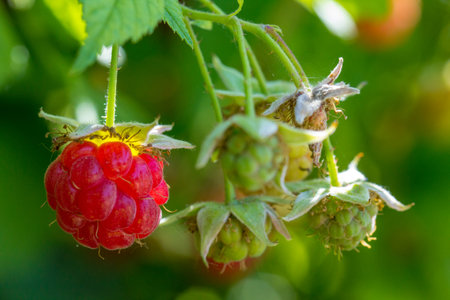 Strewed raspberry berries on a green branch on a warm summer day. close up