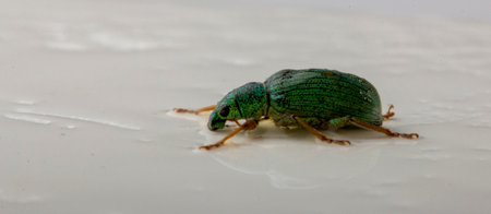 Iridescent Powdery Green Beetle - Nettle Weevil Phyllobius pomaceus