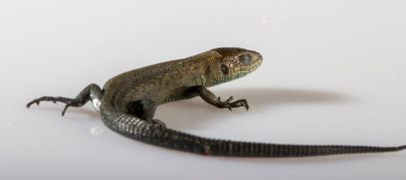 Usual gray lizard on white background close up