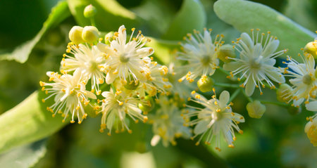 linden flowers on blue sky background on a sunny day