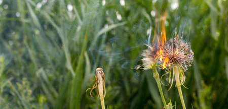 Burning big dandelion dandelion Close up. Growing in a meadow