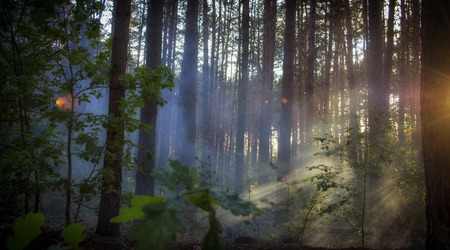 Smoke in the woods, the rays of the sun illuminate the smokeの写真素材