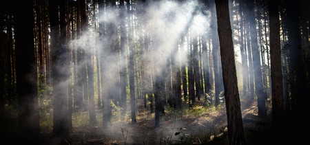 Smoke in the woods, the rays of the sun illuminate the smokeの写真素材