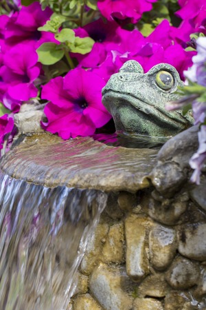 decorative frog adorns a fountain in which pelargonium growsの写真素材