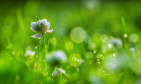 Drops of dew on the beautiful green grass, background close upの写真素材