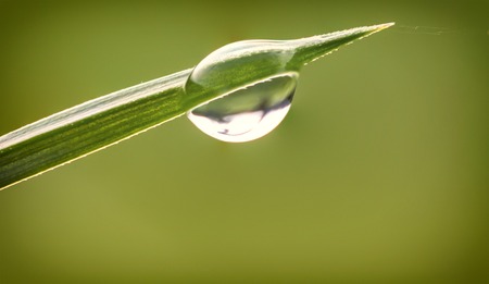 Drops of dew on the beautiful green grass, background close upの写真素材