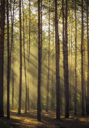Beautiful morning scene, sun rays break through the branches of trees.の写真素材