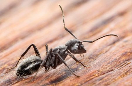 Ant on an old wooden background close-up