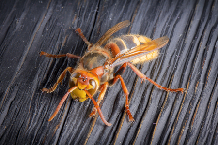 Huge European Hornet. Dangerous predatory insect. Close-up.の写真素材