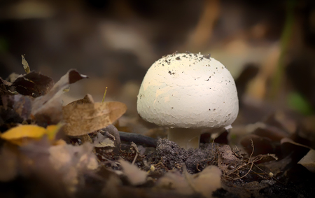 Agaricus silvicola. in the natural forest background.の写真素材