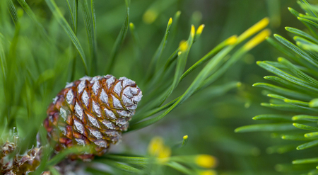 Young pine cones, with drops of resin on the surface. Macro photographyの写真素材