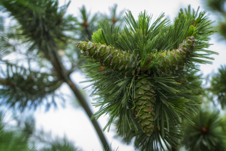 Young pine cones, with drops of resin on the surface. Macro photographyの写真素材