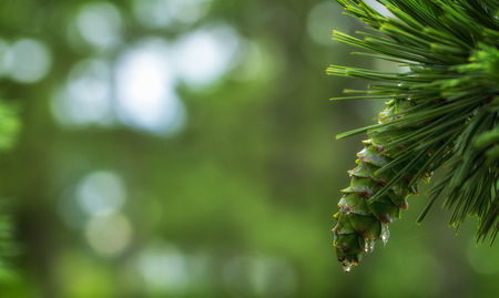 Young pine cones, with drops of resin on the surface. Macro photographyの写真素材