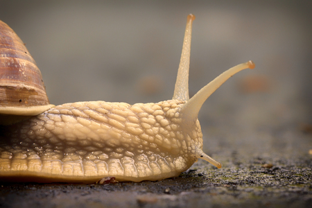 Snail crawling on the asphalt road. close upの写真素材