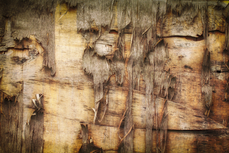 Brown wood texture. Abstract wood texture background.の写真素材