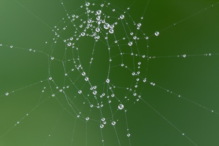 The spider web with dew drops. Abstract backgroundの写真素材
