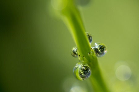 Dew drops on a green leafの写真素材