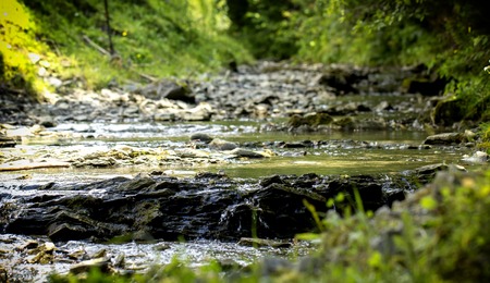Mountain stream with stony bottom and green shores in the Ukrainian Carpathiansの写真素材
