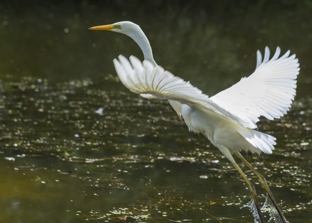 Great Egret Ardea alba in flight over Lakeの写真素材