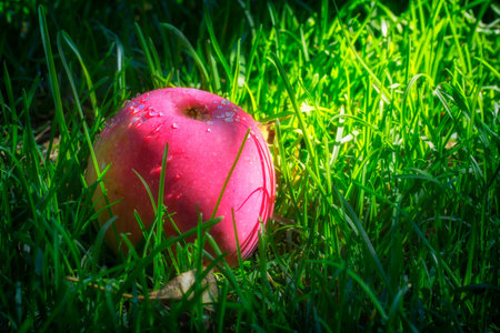 Red ripe apples on the juicy green grass close up