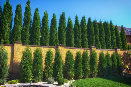 Green Hedge of Thuja Trees, nature, background Against the background of the blue sky.の写真素材