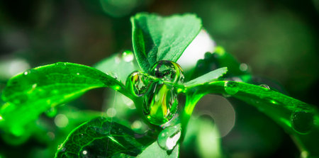 Dew drops on a green leaf close up