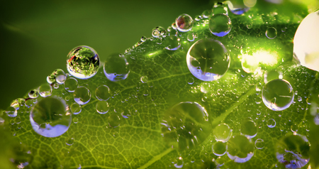 Dew drops on a green leaf close upの写真素材