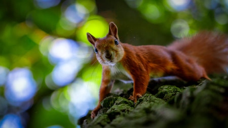 Red squirrel on a tree, with a beautiful bokeh in the background. Low depth of sharpnessの写真素材