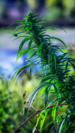 Wild hemp. Clos up. Young green plant selective focus