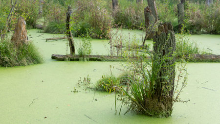 A swamp in a pine forest, completely covered with algae, Landscape