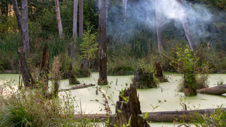 A swamp in a pine forest, completely covered with algae, Landscape