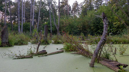 A swamp in a pine forest, completely covered with algae, Landscape