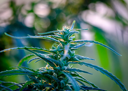 A sprig of cannabis with seeds, and beautiful green leaves. close up