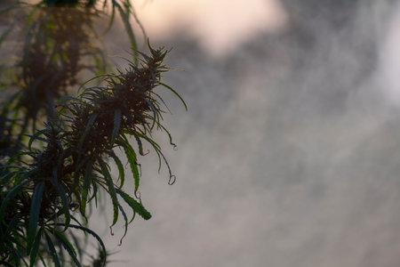 The leaves of marijuana are in the smoke, against the background of the rays sunset. Close up.