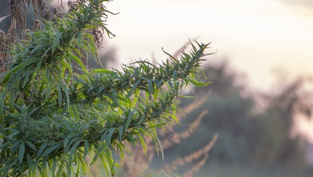 A marijuana bush, with strong branches on which ripe seeds. Close upの写真素材