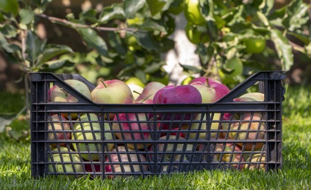 Apples in a plastic box, on a green grass close upの写真素材