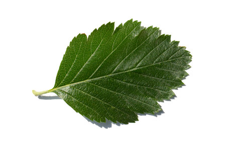 green mulberry leaf isolated on white background close up