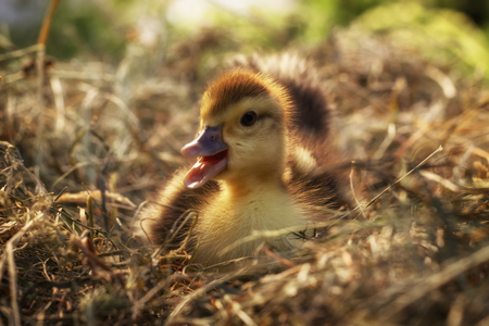 A small duck sits on a hay nest close upの写真素材