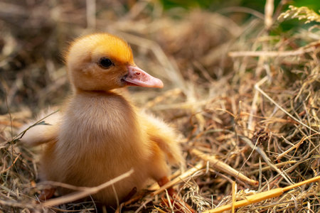 A small duck sits on a hay nest close up