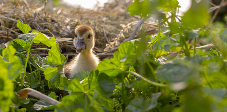 A small duck sits in the thickets of the scabs close upの写真素材